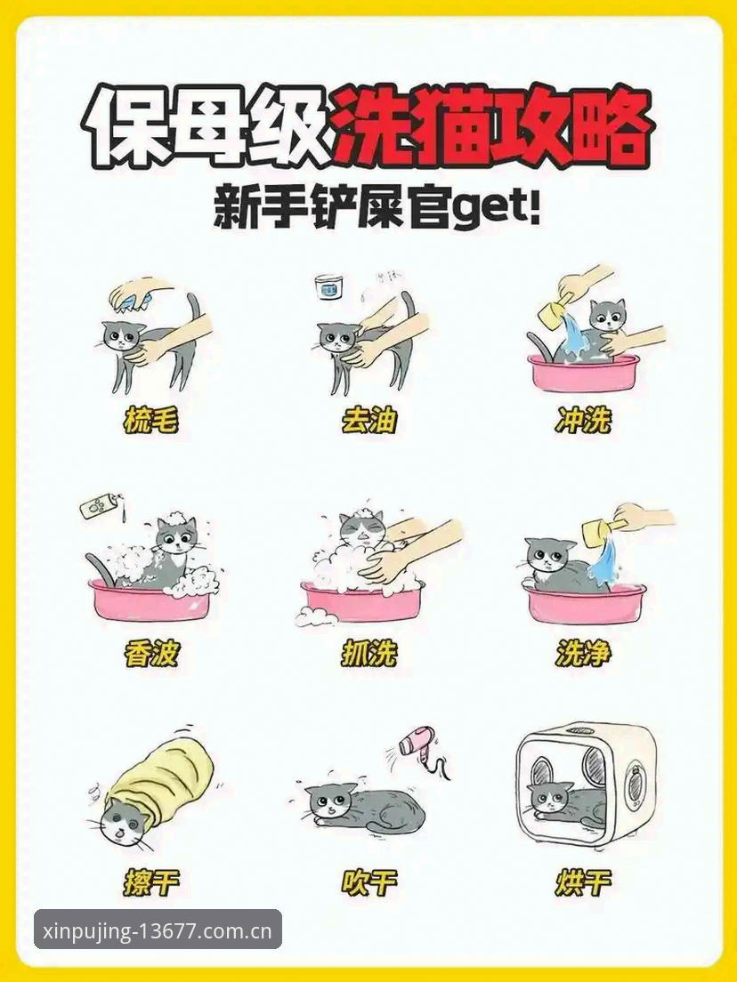 新浦京13677最新版本手机版 新手必看!新浦京平台资深用户分享13677最新版本手机版实战经验